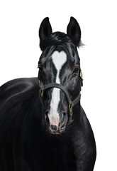 Naklejka premium Czarny koń ze znakami serca na białym tle. Niezmęczenie i rzadkie kolory.