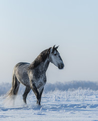 Fototapeta na wymiar PRE Andalusian gray horse walks on freedom