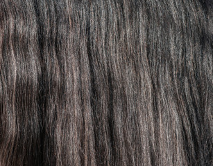 Closeup of gray horse long glitter mane.