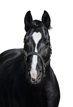 Black horse with heart marks on white background. Unigue and rare colored.