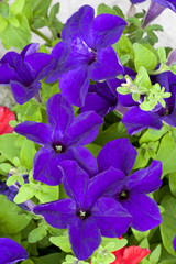 Blue petunia flowers close up