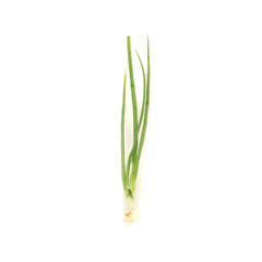 Green onion/Spring onion isolated on the white background
