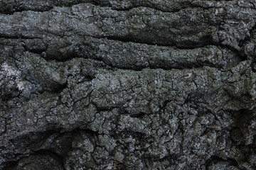 Texture on a tree bark
