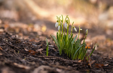 Snowdrops begin to bloom