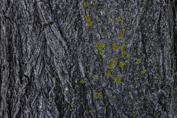 Texture on a tree bark