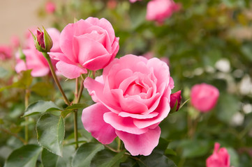Beautiful Pink Roses in garden