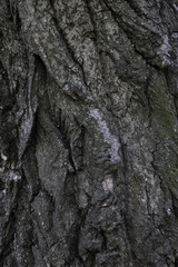Texture on a tree bark