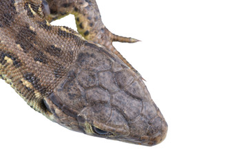 Head of lizard Lacerta agilis on a white background