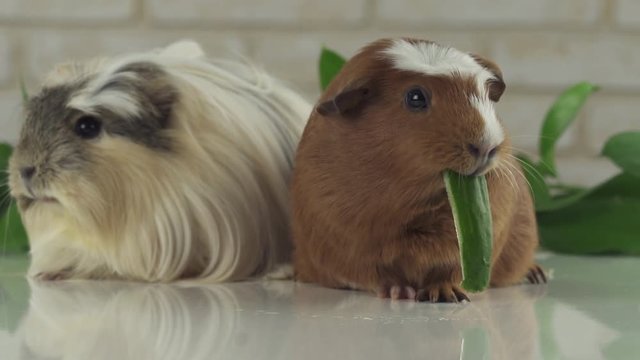 One guinea pig eating cucumber and second thought slow motion stock footage video