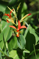 Delicate Small Orange Flower