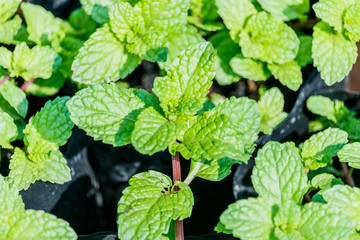 mint leaves growing in a garden. (mint, peppermint, spearmint) © sanpom