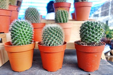 Small cactus ball in brown pot
