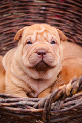 Cute puppy of Chinese Shar Pei in wicked basket