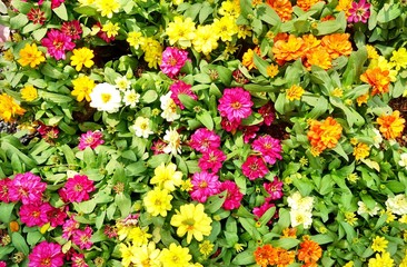 Obraz premium Background beautiful flowerbed.