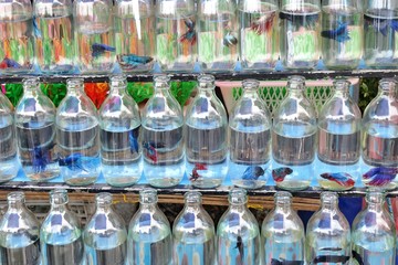 olorful exotic aggressive Thai fighting fish for sale on the pet street market in small clear glass soda water bottles waiting for new home.