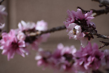 pink peach blossom cluster with honey bee