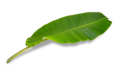 banana leaf isolated on white background, File contains a clipping path.