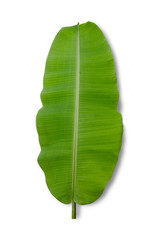 banana leaf isolated on white background, File contains a clipping path.