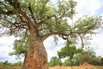 Fototapete Baobab Afrikanischer Baobab (Adansonia digitata) in Sambia