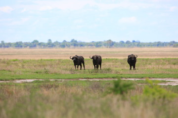 African buffalo (Syncerus caffer) in Zambia