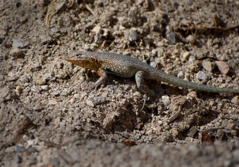 small desert rainbow lizard