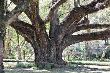 Twin Oak trees