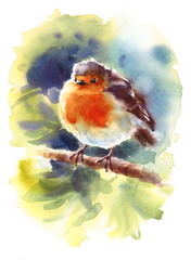 Watercolor Bird Robin on the Branch Hand Drawn Summer Illustration 