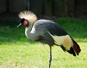 Grey Crowned Crane