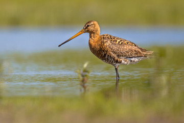 Black-tailed Godwit wader bird standing in water