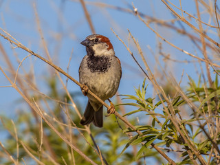 House sparrow subspecies biblicus is resident on Cyprus