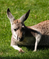 Naklejka na ściany i meble Kangaroo Wallaby Pouch