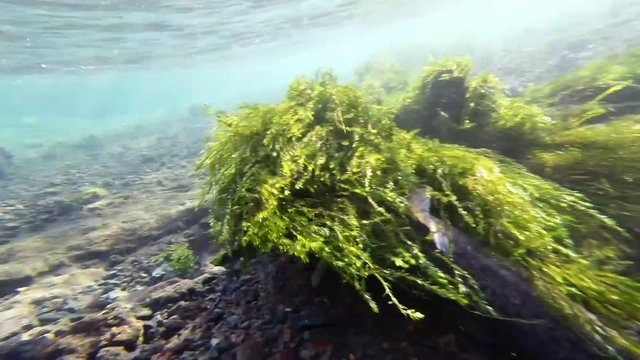 Underwater footage of a trout hooked on line