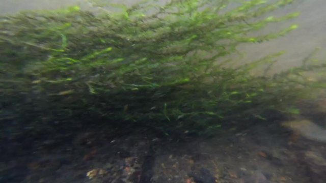Underwater footage of a trout hiding