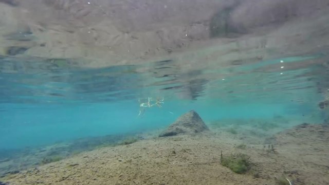 Underwater footage of a trout hooked on line