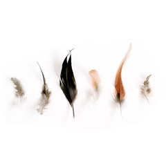 Pale bird feathers background. Flat lay, top view