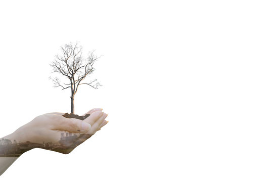 Double Exposure Ecology concept Human hands holding big plant tree pollution
 with on blurred sunset background,World Environment Day