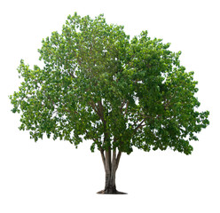 Obraz premium tree nature on white background of Isolated