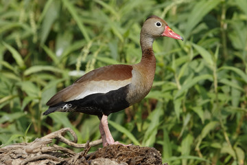 Black-bellied Whistling Duck - Gamboa, Panama