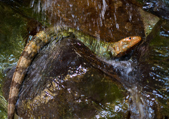 Lizard Reptile Takes a Shower Orange Green Scales