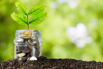 Savings money jar full of coins on soil /Plant Growing In Savings Coins/ investment and etirement...