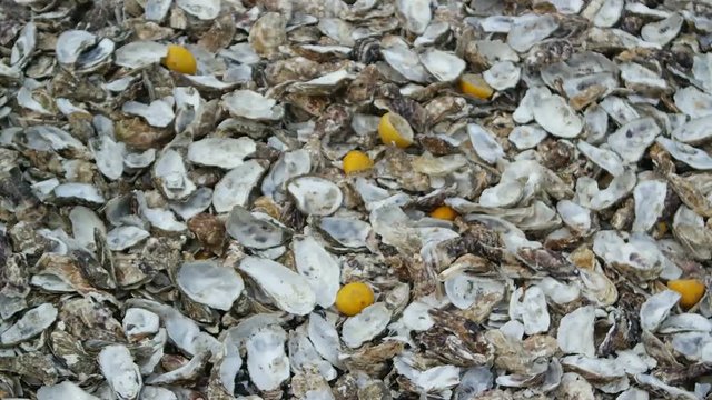Background from a huge pile of oyster peel and a squeezed lemon on the shore