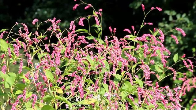 Oriental Kn&ouml;terich (Persicaria Orientalis Syn. Polygonum Orientale)
