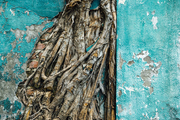Old weathered wall and tree roots. The conceptual background of old age and the environment.