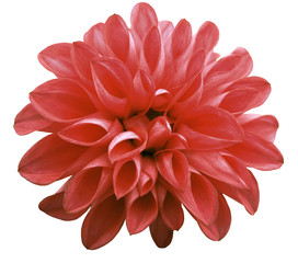 flower red dahlia  isolated on white background is no shade. Suitable for designers. Closeup.