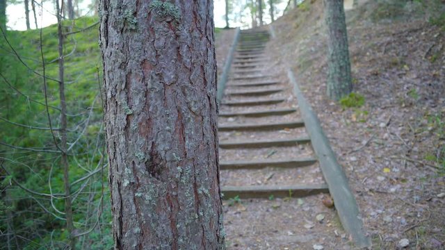 12738_The_small_steps_going_up_on_the_forest_land_in_Piusa.mov