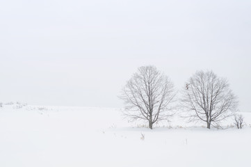 two trees in winter