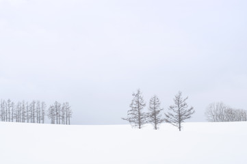 three trees in winter