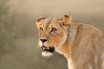 Portrait of an African lioness (Panthera leo), Kalahari desert, South Africa.
