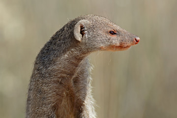 Portrait of a banded mongoose (Mungos mungo), southern Africa .