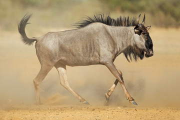 Fototapeta na wymiar A blue wildebeest (Connochaetes taurinus) in dust, Kalahari desert, South Africa.